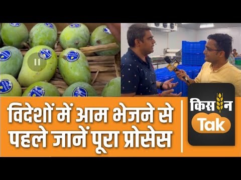 Mango Export Process: विदेशों में आम भेजने से पहले जानें कैसे मशीन में तैयार होता है, देखें