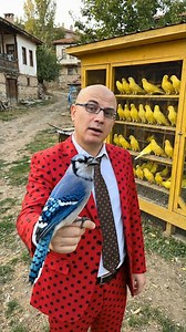 1.3M views · 34K reactions | THE INTERESTING CHARACTERISTIC OF THE BLUE JAY #bird #birds #strangeanimals #strangebirds #bluejay #animal #animals #animalsdocumentary #documentary | Haka Discovery Animals | Facebook