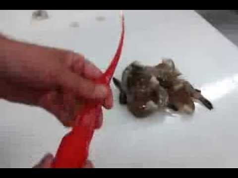 How to Peel and Devein Shrimp - Giovanni's Fish Market