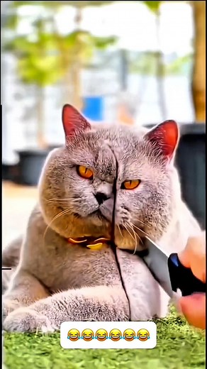 205K views · 4.5K reactions | Como que no quisieron comer tortas 臘‍♂️… . . #catsfunnyvideos #videosgraciososanimales #humor #videosdivertidos #videosgatosgraciosos | Franzua LD | Facebook