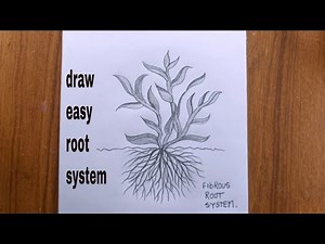 how to draw fibrous roots system/roots of a plant/plant drawing