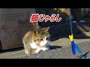 猫島に行ってみましたin宮城県石巻市田代島