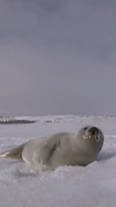 Lost Sea Pup Found Without Its Mother | Real Wild