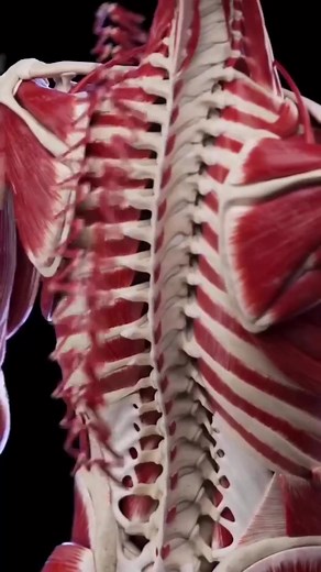 2.9K views · 79 reactions | #Muscles of back | Health & Medicine-AW | Facebook