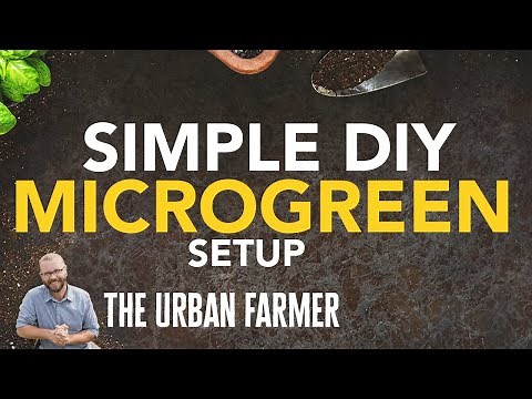 Insane DIY Microgreens Setup That Will Transform Your Home Growing!