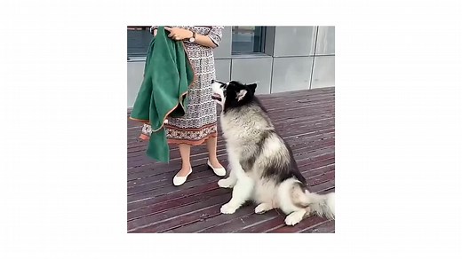 Our TankTowel is sure to be your ultimate solution for drying off your furry friend after a bath or swimming! #dogtowel #dogbath #dogbathrobe #pettowel #dogs #dogsoftiktok #puppybath #bathtime