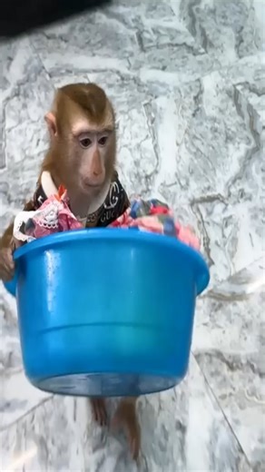 6K views · 163 reactions | So Smart! Monkey Kaka knows how to use the washing machine#3882.#crazymonkey #тритопора #weekendplan #lv #partytime #casino #notjustforhalloween #monkeys #watermelon #lovemylife #nashvillepets #instafunny #monkeyworld #funnyinstavideos #marmosetmonkey #chugit #exoticpets #yorkie #cute #miami #baby #cutestpupever #wildanimals #денюжки #saturdaysarefortheboys #lasvegas #partyanimal #noregrets #monkeylife #tennessee…….. | Macaque Video | Facebook