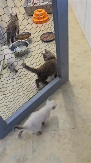 20K views · 453 reactions | #mainecoonkitten #mainecoonlovers #mainecoon #kitten #breeder | Action Farms Maine Coons | Facebook