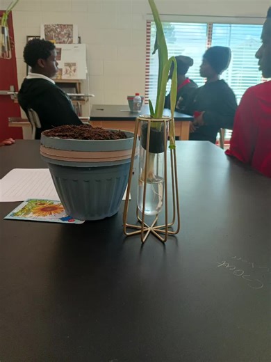 OUR YOUTH ARE PLANTING THE CITY OF SAVANNAH!! 🍅 🥬 🍉 Today with GALS Foundation RootWork FrameWork, the kids planted Sunflower seeds. They can't wait for the results. Also. they are amazed at how their Tomatoes, Lettuce and Watermelons are growing. We can see and hear the excitement in the kids. we will be moving their plants to some plant bed. UPLIFTING OUR YOUTH WITH A CURRICULUM AND HEALTH & WELLNESS💕💕 #GALSRootWorkFrameWork #HealthAndWellness #ScholarshipsAvailable #GALSFoundationInc #Do