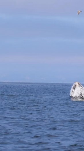 1.4M views · 25K reactions | The whales have been learning how to fly lately Book now using link in bio #whalewatching #whale #tail #humpbackwhale #breach #jump #fly #low #news #media #lunges #wildlife #mo | Ocean.Tour | Facebook