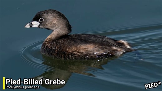 Watch what happens when a single introduced species collapses an ecosystem