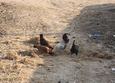 clip-4022783869-footage-mixed-flock-free-range-chickens-likely-desi