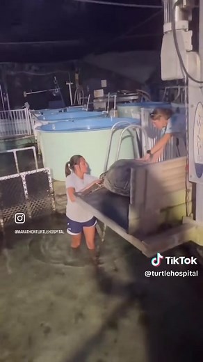 Rescue of JP Saul: Injured Green Sea Turtle in Florida