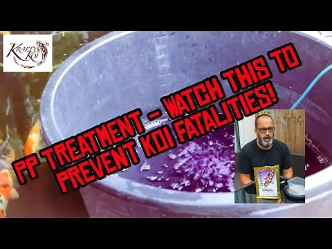 How to use PP to treat your KOI pond, Trich treatment using Potassium Permanganate