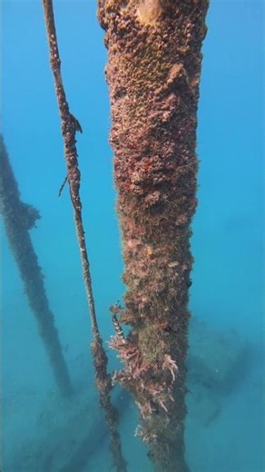 Me and Max found this file fish, can you see it?