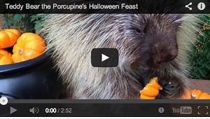 Watch a Porcupine Eat a Pumpkin and Squeal
