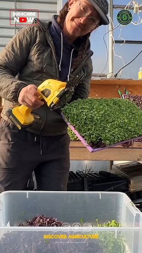 Discover Agriculture on Instagram: "Introducing the innovative microgreen vegetable harvesting trimmer machine, a game changer for growers looking to streamline their processes! This cutting-edge equipment efficiently trims and harvests microgreens with precision, ensuring minimal waste and maximum yield. Designed with user-friendly features, it not only speeds up the harvesting process but also maintains the quality of your greens. Perfect for commercial growers and enthusiasts alike, this mach