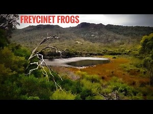 Frog Song - The Sound of Thousands of Frogs in Hazards Lagoon, Freycinet, Tasmania