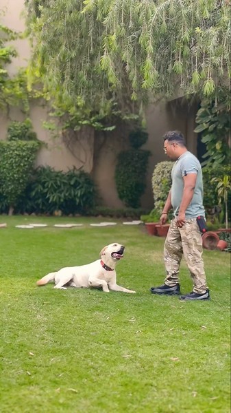 smart labrador retriever puppy Training #session #1750 #labrador #shorts #dog #puppytraining