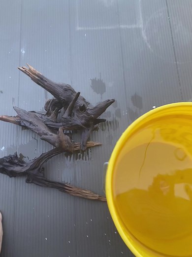 How to Prepare Driftwood for Your Aquarium