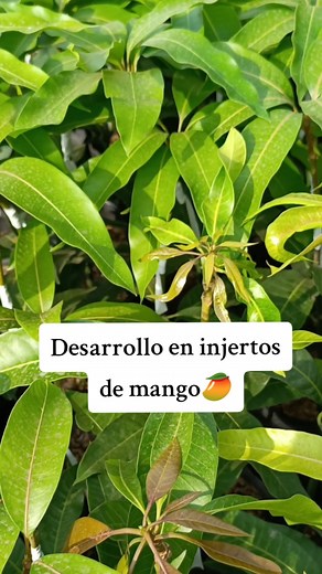 Árboles de MANGO listos para SIEMBRA 🌱🥭 #mango #frutales #viveros #injertomango #variedadesmango #desarrolloinjertosfrutales En todos los procesos de injerto de frutales que se realizan en vivero se presentan diferentes etapas de desarrollo. Estas fases se pueden evidenciar tras hacerse efectivo el prendimiento de un injerto y nos ayudan a indicar en qué momento nuestra planta está lista para salir del vivero y ser sembrada en campo. Las diferentes etapas de desarrollo de nuestras plantas inje