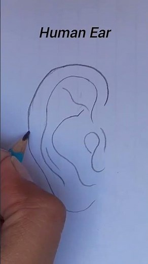 Human ear | Structure of ear | Ear diagram