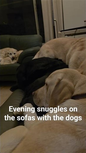 Labs love to snuggle. #labrador #dog #cute #cuddletimewithdogs