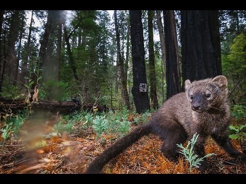 Forgotten But Not Gone: The Pacific Fisher | bioGraphic