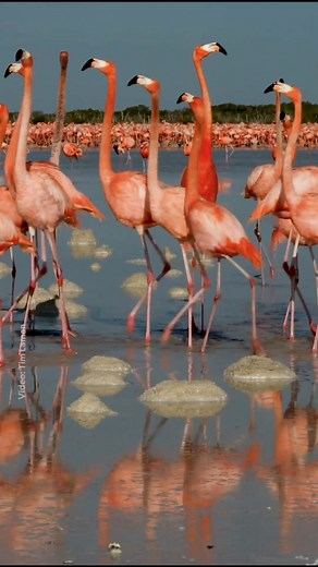 Is it possible for a flamboyance of flamingos to be even more flamboyant? Nat Geo photographer Tim Laman - Wildlife Photojournalist filmed these American flamingos in Mexico’s Yucatan Peninsula as they engaged in an elaborate courtship display involving group marching and "head flagging" to attract mates. 🦩 | National Geographic