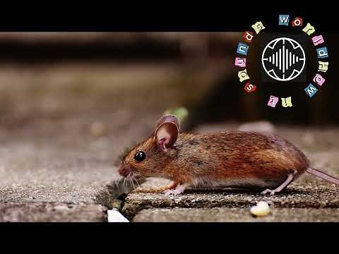 What does a mouse sound like? | Real mouse squeaking sound