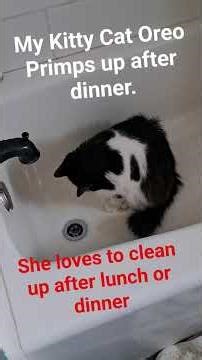 Kitty Cat washing her paws In the shower.