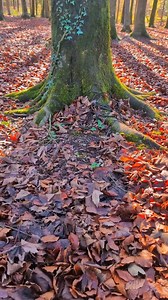 This week, we’ve been celebrating National Tree Week by honouring the beauty and importance of our woodland here at The Sustainability Centre. With 55 acres of woodland, our trees have been dazzling us in the crisp winter sunshine. Our woodland is home to a variety of trees, but the elegant Beech takes centre stage. Often called 'The Lady of the Woods', Beech trees grace our chalk downlands, standing tall with history. Did you know they can live up to 350 years? We’re also lucky to have Sycamore