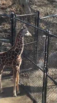 Giraffe and ostrich have staring contest through the fence at Memphis Zoo