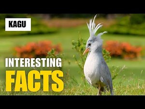 Exploring the Fascinating World of Kagu | Interesting Facts | The Beast World