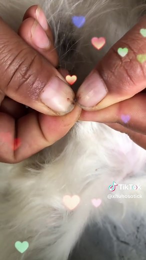 Understanding Fleas and Ticks in Dogs: Key Facts