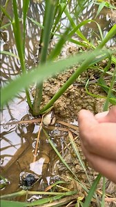 NATURAL PEARLS IN CLAM FOUND #clam #pearls #crystals #oysters #shorts