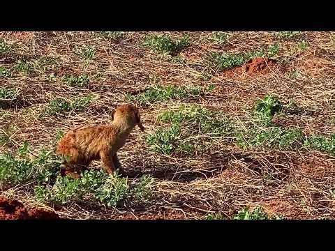 Meerkat eating scorpion