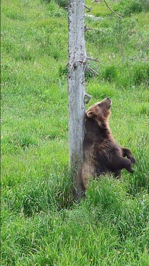 Lucky Moment: Brown Bear Scratches Back on Tree at Alaska Wildlife Conservation Center! #travelvlog