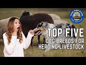 The Top 5 Dog Breeds For Herding Livestock [4K]