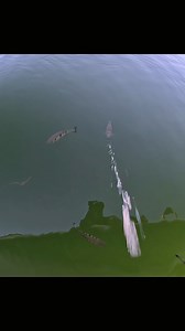 1.8M views · 10K reactions | Imagine a fish with sniper skills — that’s the archerfish, nailing bugs midair with a squirt! #fishing #archerfish #fish | Pineland Productions | Facebook