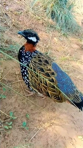 kala teeter ki video #kalateetar #teetar