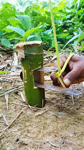 Setting an elastic bamboo trap #Survival #trap