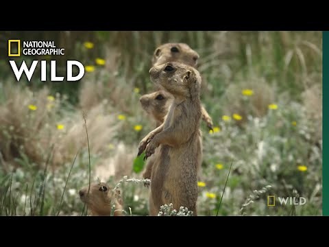 Prairie Dog v. Badger Faceoff | Prairie Dog Manor