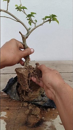 Bougainvillea plant Care 🌱