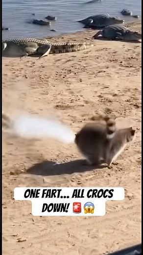 RAcCoon Toxic Fart KO Alligators! 🫡🦝