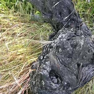 48K views · 46 reactions | These plants, these seventy year-old...