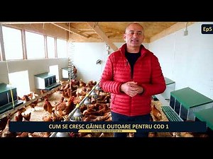 Episodul 5 - Cum se cresc gainile outoare cod1