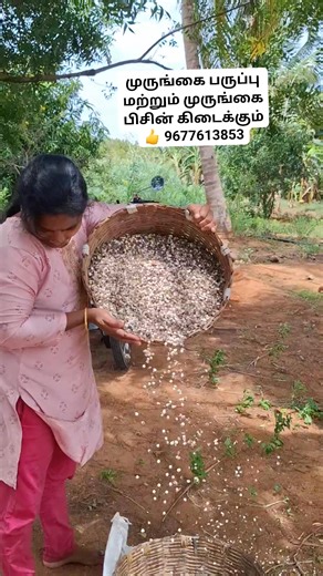 Murungai Arasi on Instagram: "முருங்கை சம்பந்தப்பட்ட அனைத்து பொருள்களும் நம்மிடம் கிடைக்கும் 👍 வாட்ஸ்அப் மற்றும் வெப்சைட் ஆர்டர் செய்து கொள்ளலாம் 96 77 61 38 53 #முருங்கைப்பருப்பு #முருங்கைபிசின்"
