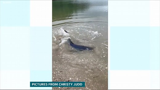 9.3K views · 150 reactions | This blue shark was captured on camera swimming in shallow water in Cornwall. Read more  https://bit.ly/3bYgs32 | ITV News West Country | Facebook