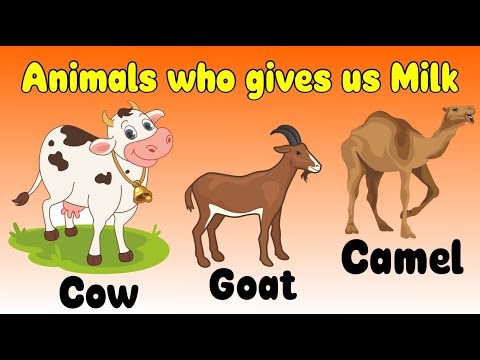 Animals who gives us Milk | Cow, Bufallo, Camel